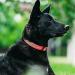 Buy Tagme Personalized Dog Collar for Large Dogs - Embroidered Reflective Nylon with PET Name & Phone Number | BabyRoSa XL (1 Pack) - Buy Online on GoSupps.com