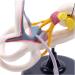 Professional Desktop Ear Joint Simulation Model Human Ear Labyrinth Model Medical Educational Training Aid - Buy Online on GoSupps.com