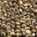 WELLTEA Jasmine Dragon Pearls Green Tea Chinese Green Tea 12 Pyramid Tea Bags 60g - Buy Online on GoSupps.com