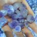 Natural Quartz Crystal 100g Natural Stones and Minerals Amethyst Cluster Quartz Crystals feng Shui bonsais naturales Modern Home Decor Home Office Decor JIZTGEDM - Buy Online on GoSupps.com