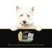 Cesar Simply Crafted Adult Wet Dog Food Chicken Carrots & Green Beans 37g Pack of 10 - Buy Online on GoSupps.com