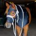 BENEFAB Therapeutic Lycra Horse Hood | Far-Infrared and Magnetic Therapy | Keeping Neck & Shoulders Warm & Relaxed | Reduce Pain & Stiffness | Better Performance & Recovery (Large)
