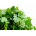 300 Coriander Free time (Coriander)