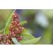 Organic Tri-Color Quinoa 10lb Pack - Non-GMO Three-Color Blend of White, Black, & Red Quinoa - Whole Grain, Kosher, Vegan - Sproutable & Sirtfood - High Fiber & Protein - Bulk Buy - Buy Online on GoSupps.com