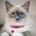 HepplLy 2-Pack Cat Collars - Quick Release Reflective Kitten Collar with Bell (Dark Pink) | International Shipping Available - Buy Online on GoSupps.com