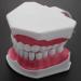 Bwardyth Dental Model - Anatomical Teeth Typodont for Brushing & Flossing Practice - Ideal for Dental Education & Demonstration - Buy Online on GoSupps.com