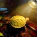IOOTSEA Reptile Aquarium Heat Lamp 50W, Double Head UVA UVB Bulbs, Adjustable Holder for Turtle Lizard Snake - Pet Heating Light - Buy Online on GoSupps.com