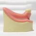 DYTAH Dental Implant Teeth Model - Lower Jaw 6 Teeth for Dental Students | Soft Gum Teeth Teaching Aid - Buy Online on GoSupps.com