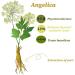 Angelica Root Essential Oil (100% Pure & Natural - Undiluted) - Perfect for Aromatherapy Relaxation Skin Therapy & More!15ml(0.49oz) - Buy Online on GoSupps.com