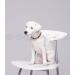 Bank Chain for Dogs & Cats | 100% Natural Baltic Amber Flea & Tick Protection | Sizes 20cm - 75cm - Buy Online on GoSupps.com