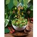 Heaven & Earth Crispy Veggie Croutons Variety Pack 12oz (2 Pack) Original + Onion Garlic | Gluten Free Caeser Croutons | Great for Salads Soups & Snacking | Made from Plaintains | Kosher for Passover - Buy Online on GoSupps.com