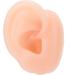 Chanmea Multi-Purpose Human Ear Model - Soft Teaching Tube for Hearing Aid Simulation & Practical Exercises - Buy Online on GoSupps.com