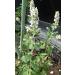 Hundredfold Catnip Nepeta cataria 1000 Seeds - Heirloom Non-GMO Catmint Herb for Kitten & Cat Treat Packed & Shipped in Canada - Buy Online on GoSupps.com