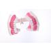 F Fityle 2X Magnification Model Teeth - Removable PVC for Dental Education | International Shipping Available - Buy Online on GoSupps.com