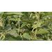 Indigo Herbs Organic Ashwagandha Powder 250g | Vegan & GMO-Free | Withania somnifera | Dried Raw 250g - Buy Online on GoSupps.com