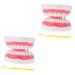 Ultechnovo 2 STK tooth model Brain toys educational tooth teaching model teeth dental children children dental cuddly toy teeth plaster set teaching materials adult pvc 3d