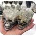 1pc Natural Clear White Quartz raw Crystal Cluster Stone Carved Skulls ERBDRGAZ - Buy Online on GoSupps.com
