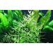 Tropica Aquarium Plant Murdannia keisak Bamboo No.135 Aquatic Plants Aquarium Aquarium Plants