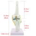 Life Size Human Knee Joint Simulation Model - Medical Anatomy - Buy Online on GoSupps.com