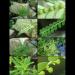 Phyllanthus Amarus Tea - 40 Teabags | LUK Tai Bai | Organic Herbal Tea - Buy Online on GoSupps.com