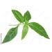 Organic Chirata Tea | Swertia Chirata Tea | Sachet Tea Bags | Chirayata Pack | 30Count - Buy Online on GoSupps.com