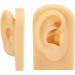 Silicone Ear Model Lifelike Artificial Silicone Ear Model Simulation Elastic for Display (Right) - Buy Online on GoSupps.com