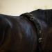 Horze Lunging Surcingle - Black Nylon - Pony Size - Buy Online on GoSupps.com