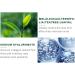 Buy Tea Tree Facial Spray - Hydrating Anti-Acne Aloe Vera Extract 50ml - International Shipping Available - Buy Online on GoSupps.com