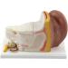 Ear Anatomy Model Expansion Display Educational Tool Teaching Model School Learning Tool Ear Model Structure - Buy Online on GoSupps.com