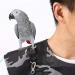 Buy Kuso Parrot Anti-Scratch Shoulder Protection - Multifunctional Hanging Bird Foot Chain Toy & Diaper Scarf for Small to Medium Birds (M Gray) - Buy Online on GoSupps.com