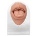 Soft Silicone Tongue Model with Acrylic Stand | Life-like Mouth Model for Jewelry & Piercing Practice | Ideal for Nursing Training - Meat Blonde - Buy Online on GoSupps.com