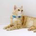 Didog Reflective Cat Collar with Stainless Steel Name Tag for Kittens Cats & Small Dogs - No Noise Sliding Engraving XS Size (19-30cm) - Blue - Buy Online on GoSupps.com