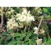 EasySeeds Moringa Seeds emillas de Moringa Drumstick Tree Moringa oleifera West Indian ben Wingless Seeds (750gm) - Buy Online on GoSupps.com