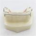 Fhuili Dental Teeth Model for Orthodontics Training - KFO Retainer Study & Teaching Simulation - Buy Online on GoSupps.com