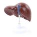Human Liver Simulation Model 3D Human Liver Digestive Pathology Liver Medical Anatomy PVC Plastic Natural Size Medical Training Aids Medical Education