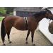 Cwell Equine Synthetic Fleece PAD LUNGE BREAKING TRAINING ROLLER + adjustable girth BLACK F/C/P