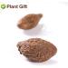 PlantGift Malva Nut 125G/4.4oz Dried Sterculia Lychnophora Dried Pangdahai Chinese Health Tea - Buy Online on GoSupps.com