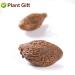 Malva Nut 125G - Fat Dried Sterculia Lychnophora | Premium Pangdahai Chinese Health Tea | International Shipping - Buy Online on GoSupps.com