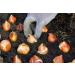 PLAT Firm SEMI DI GERMINAZIONE: 12 Tulip Blumenzwiebeln-Blau Sch nheit Triumph Tulip (Packung mit Birnen 12) Zonen: 8/3 - Buy Online on GoSupps.com