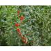 Organic Goji Berries 6 Pounds - Large, Juicy, Non-GMO | Raw Vegan Sirtfood Bulk Goji Berries - 6 Pound Pack - Buy Online on GoSupps.com