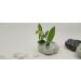 Eco-Friendly Lotus Shaped Clay Floral Holder for Happy and Wealthy Floral Arrangements - White, 2.76 inches - Buy Online on GoSupps.com