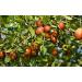 Natural Code - Dried Red Jujube 454g/1lb - Dried Chinese Red Dates - Fructus Jujubae - Da Zao - Hong Zao - - - Non GMO - Vegan - No Preservatives or Additives - 100% Natural - Buy Online on GoSupps.com