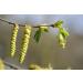 Hornbeam n 17 Fleur de Bach farmaflor 1 Flacon Comtpe Gouttes 10ml - Made in Italy - Buy Online on GoSupps.com