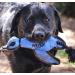 Nerf Dog Trackshot Duck Launcher Toy blue - Buy Online on GoSupps.com