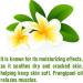 Crysalis Frangipani Oil (Plumeria) Oil |100% Pure & Natural Undiluted Essential Oil Organic Standard| Perfect for Massage Oil |Aromatherapy Oil| 30ml with Dropper Frangipani 30 ml (Pack of 1) - Buy Online on GoSupps.com