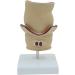 Human Rectal Hemorrhoid Lesions ical Model Colon Anal Sphincter Anorectal Teaching Specimen