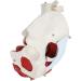Female Bassin Human Basin Model with Pelvic Floor Muscle Model Ornament - Buy Online on GoSupps.com