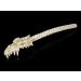 Fantasy Dragon Skull Back Scratcher - Hand-Painted Gothic Decoration for Unique Home Accents - Buy Online on GoSupps.com