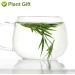 PlantGift Bamboo Leaves 35G/1.23oz Bamboo Leaf Tea - Rich in Organic Silica- for Healthy Hair Skin & Nails Rich in Silica for Healthy - Buy Online on GoSupps.com