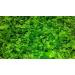 Micranthemum"Monte Carlo" - 1 Bunch - Live aquarium plant - Buy Online on GoSupps.com